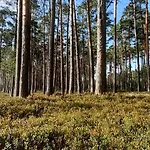 Karu Rannamaja