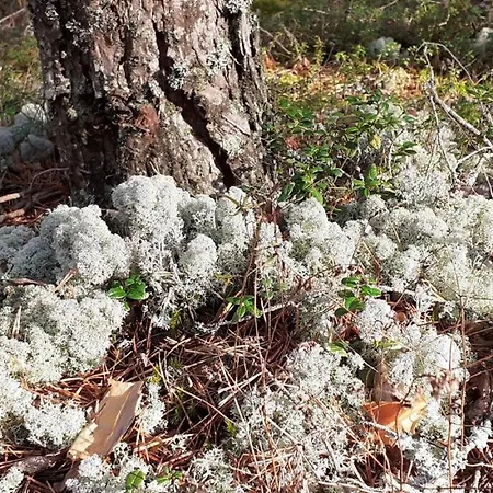 Karu Rannamaja Ferienhaus Tahkuranna