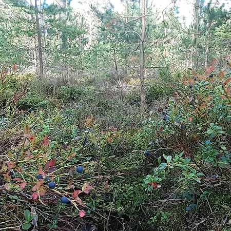 Karu Rannamaja Tahkuranna