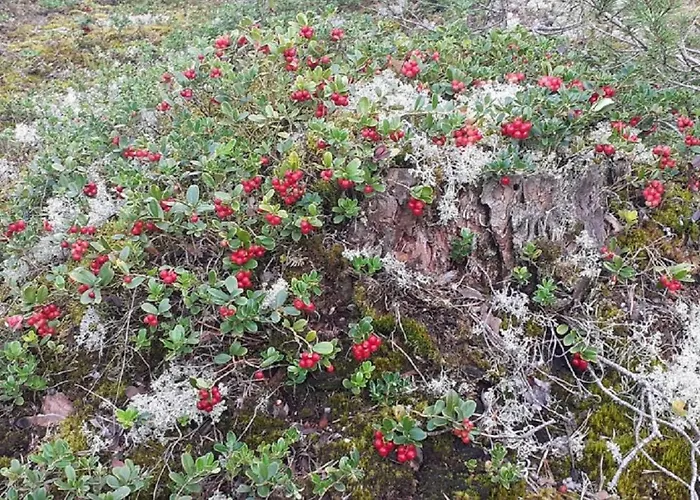 Holiday home Karu Rannamaja