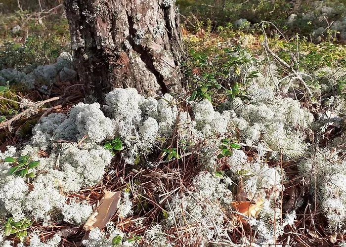 Karu Rannamaja Holiday home Tahkuranna