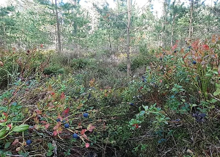 Karu Rannamaja Tahkuranna