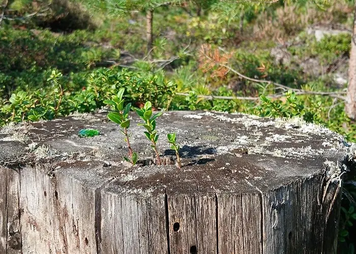 Karu Rannamaja * Tahkuranna